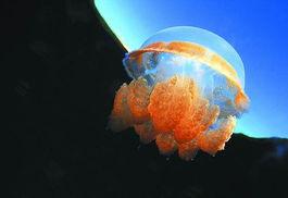 记者爆料野生水母视频下载